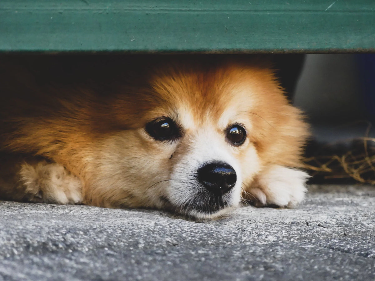 5 Signs Your Pet Is Anxious