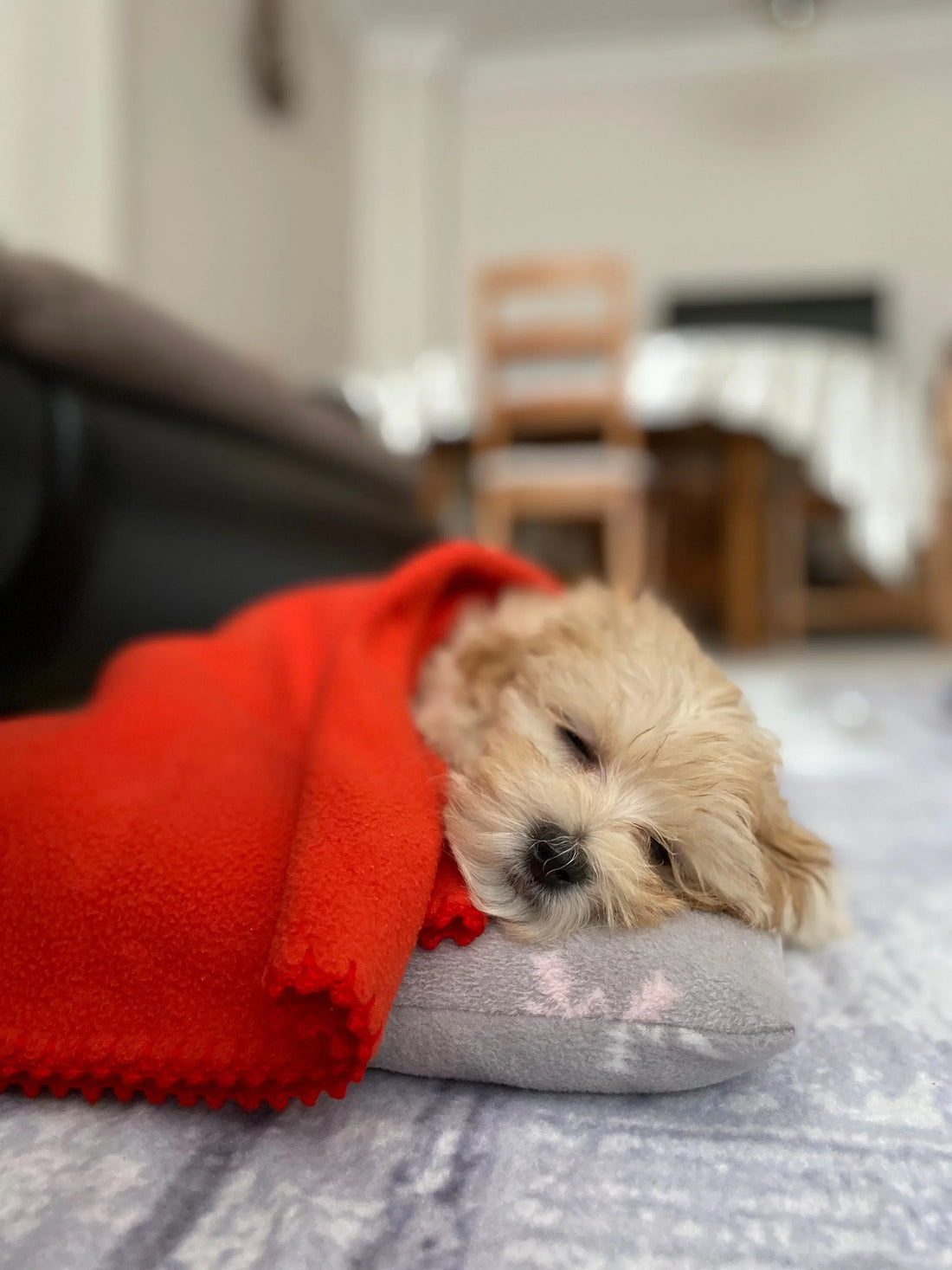 7 Simple Ways to Help Your Pet Feel Calmer