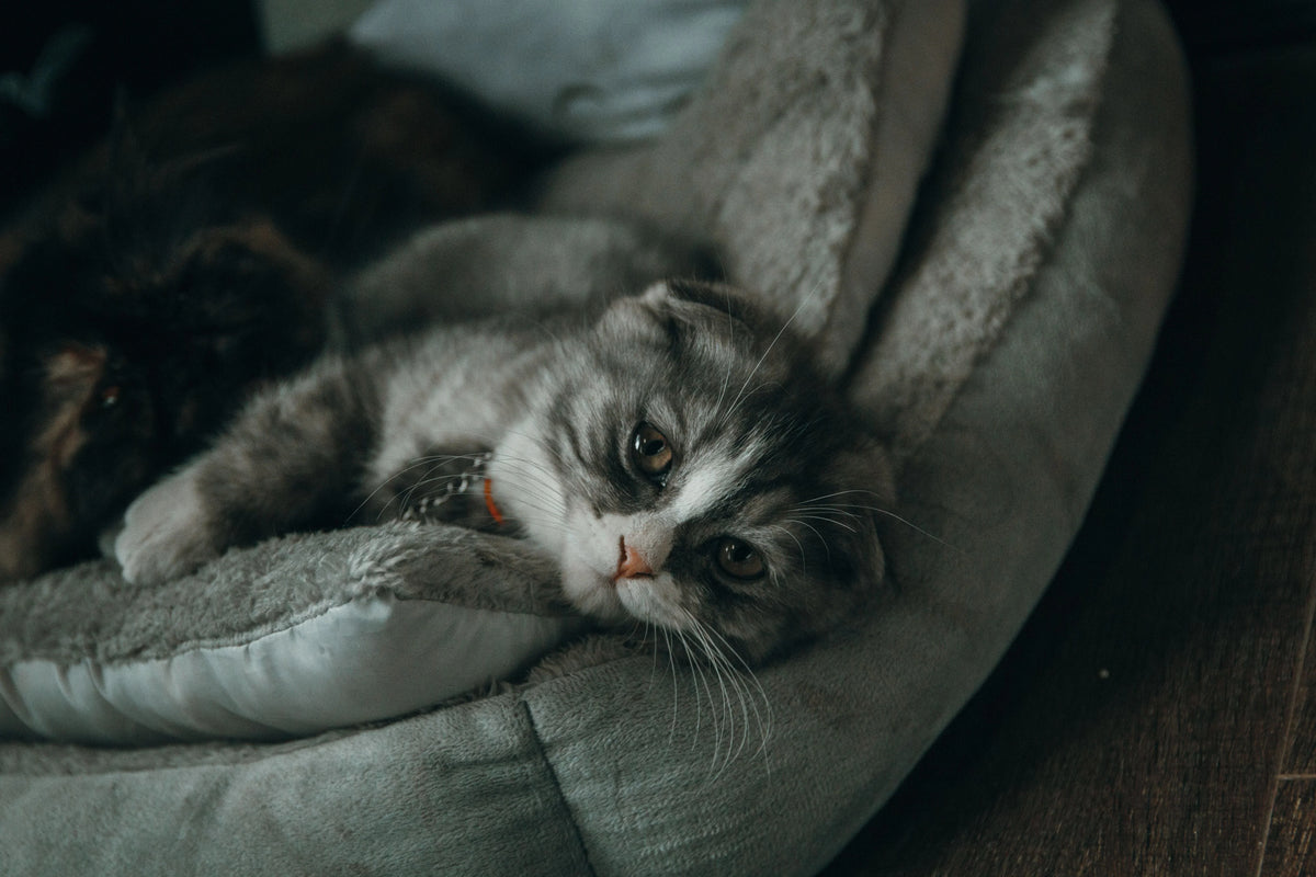 Everyday Comfort